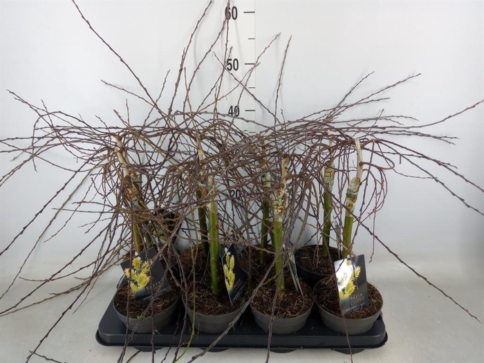 <h4>Salix repens 'Iona'</h4>