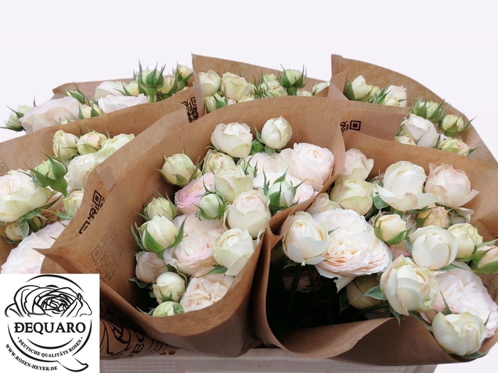 <h4>R TR GRANDMA F ROMY</h4>