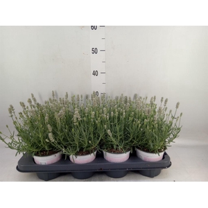 Lavandula angus. 'Rosea'