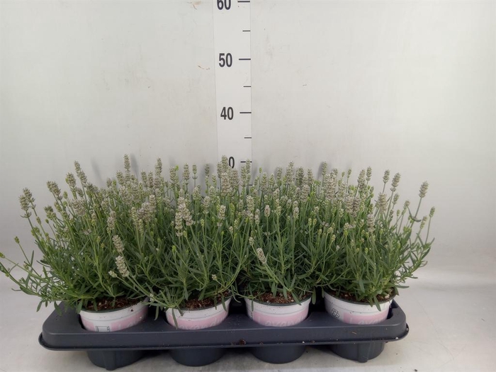 <h4>Lavandula angus. 'Rosea'</h4>