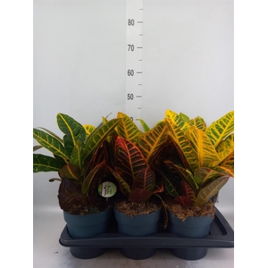 Codiaeum var. GR 'Petra'