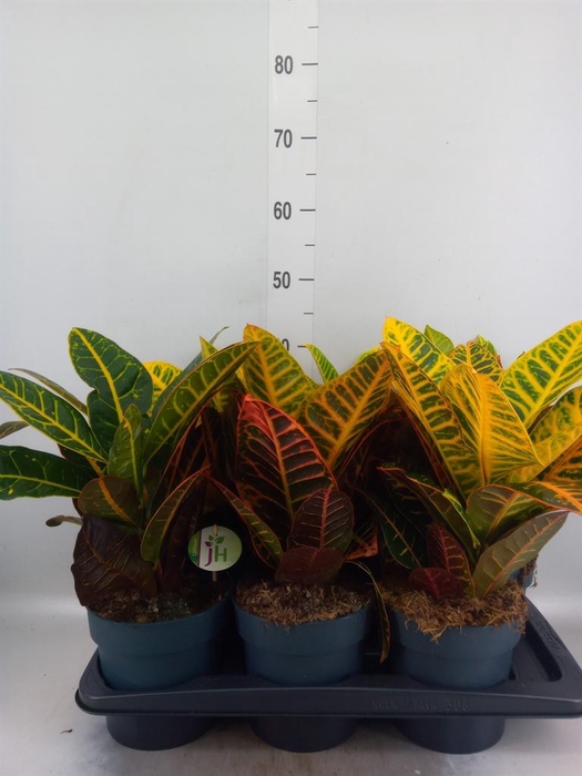 <h4>Codiaeum var. GR 'Petra'</h4>