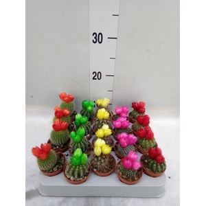 Cactus   ...decorated