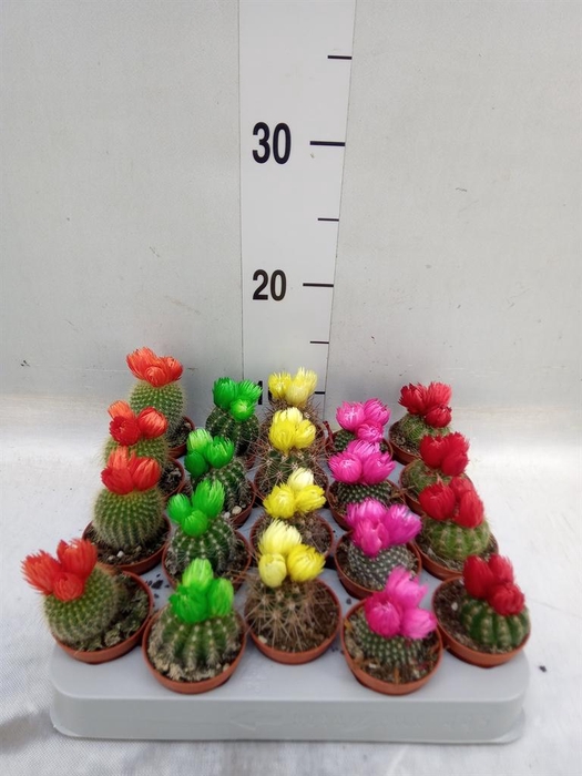 <h4>Cactus   ...decorated</h4>