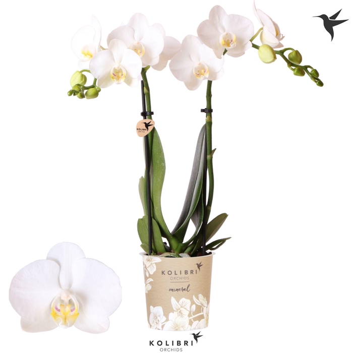 <h4>Kolibri Orchids Phalaenopsis Mineral Amabilis 2 spike</h4>