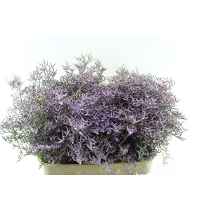 Lim Saf Lilac 45 Gram