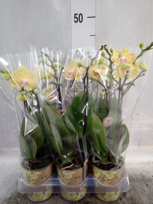 <h4>Phalaenopsis multi. 'Ant Lima'</h4>