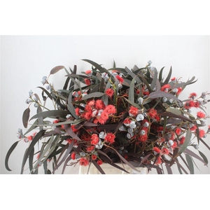 Euca Boule Flower Red P Bunch