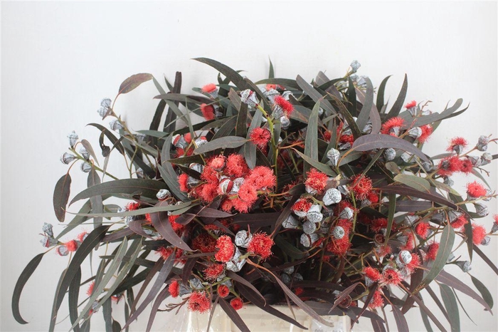 <h4>Euca Boule Flower Red P Bunch</h4>
