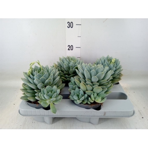 Pachyphytum  'Corvus'