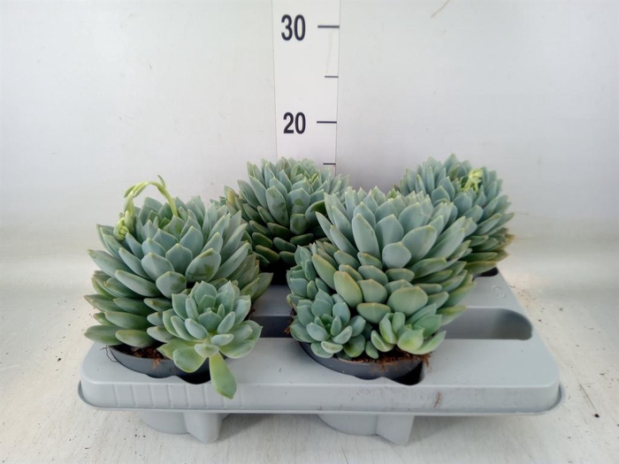 <h4>Pachyphytum 'Corvus'</h4>