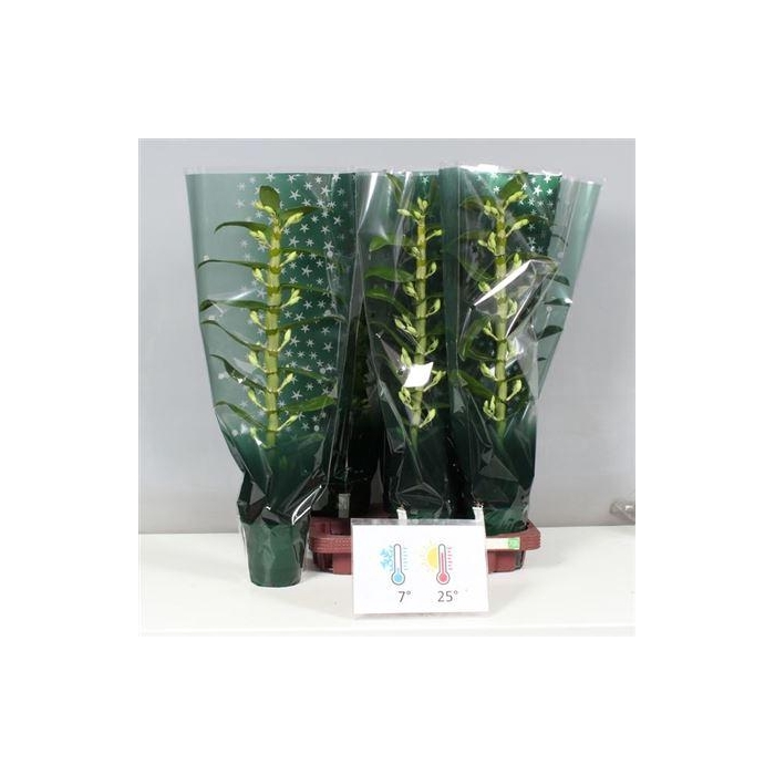 <h4>***dendr N Sc Apollon 1 Branche In Luxe Hoes***</h4>