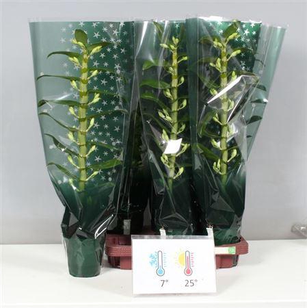 <h4>Dendr N Sc Apollon 1 Branche In Luxe Hoes</h4>