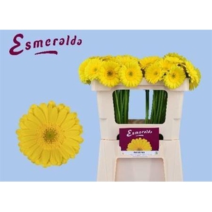 Ge Mi Moreno 07 CM,(NL),MPS A,(20)