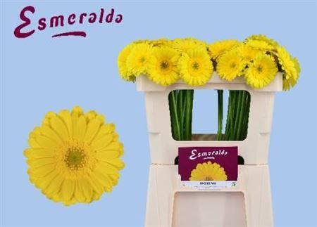 <h4>Ge Mi Moreno 07 CM,(NL),MPS A,(20)</h4>