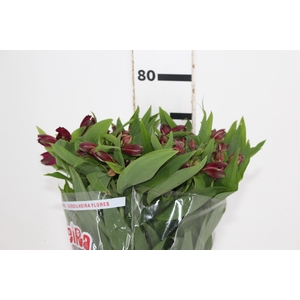 ALSTROEMERIA POMPEII 080 CM