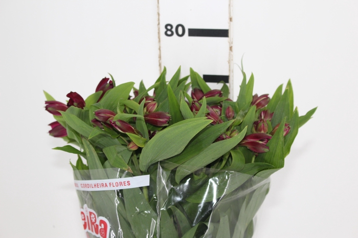 ALSTROEMERIA POMPEII 080 CM