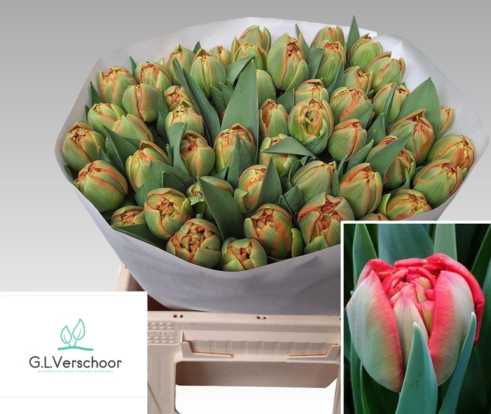 <h4>TU DU LIMERICK</h4>