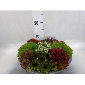 Sempervivum   ...