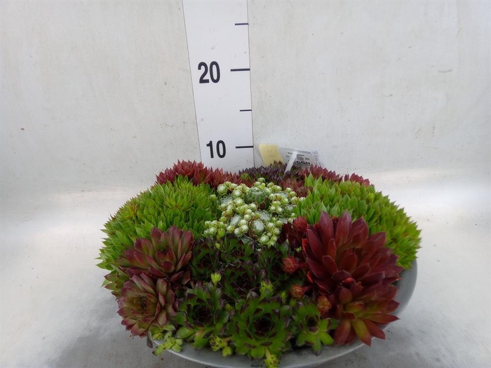 <h4>Sempervivum   ...</h4>
