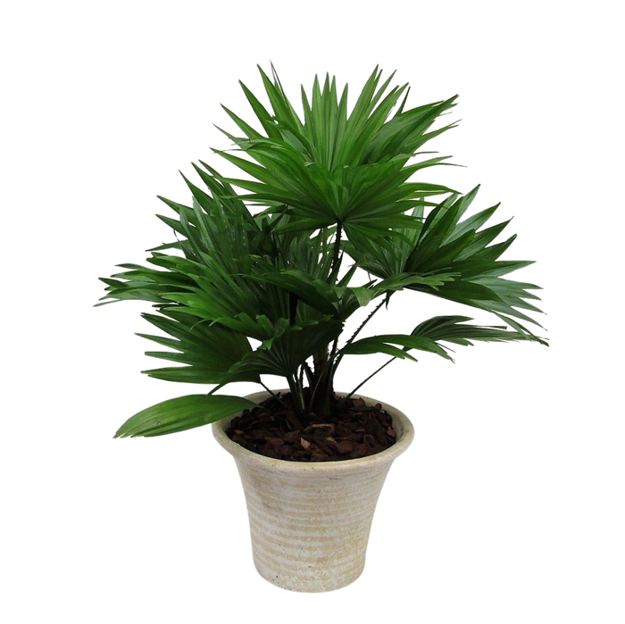 <h4>Livistona rotundifolia hosta small met schors</h4>