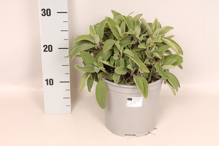 Kruiden I Salvia Rosmarinus