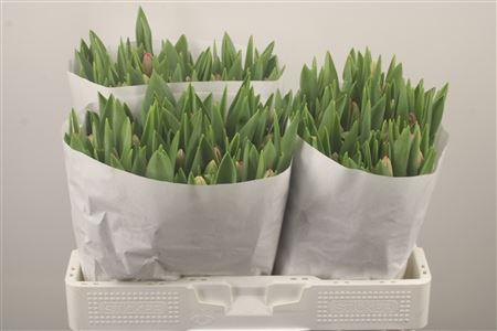 <h4>Tu En Carola</h4>