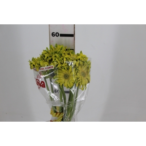 GERBERA PASTINI PISTACCHIO < 050 CM < 10 CM DIAM