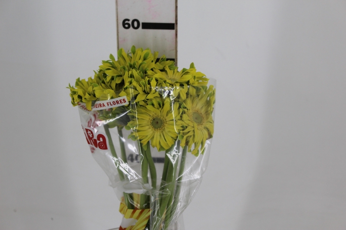 <h4>GERBERA PASTINI PISTACCHIO < 050 CM < 10 CM DIAM</h4>
