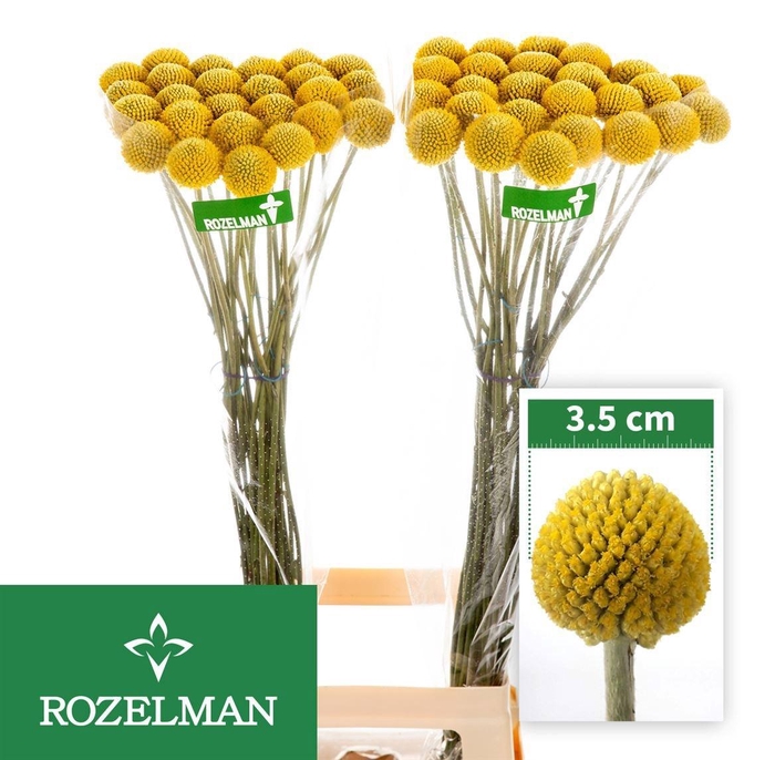 <h4>CRAS PAINTBALL POP</h4>