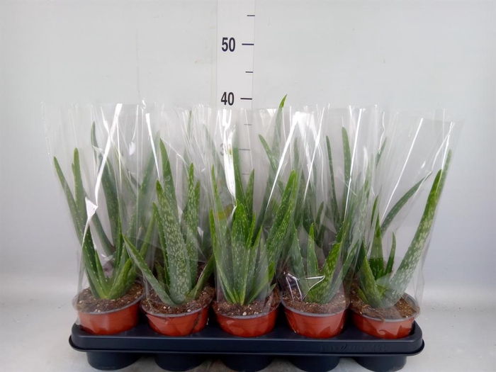 <h4>Aloe vera</h4>