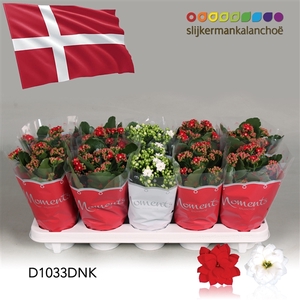 Kalanchoe Moments - Denmark flag