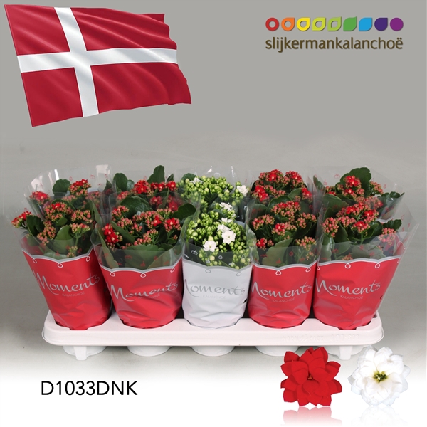 <h4>Kalanchoe Moments - Denmark flag</h4>