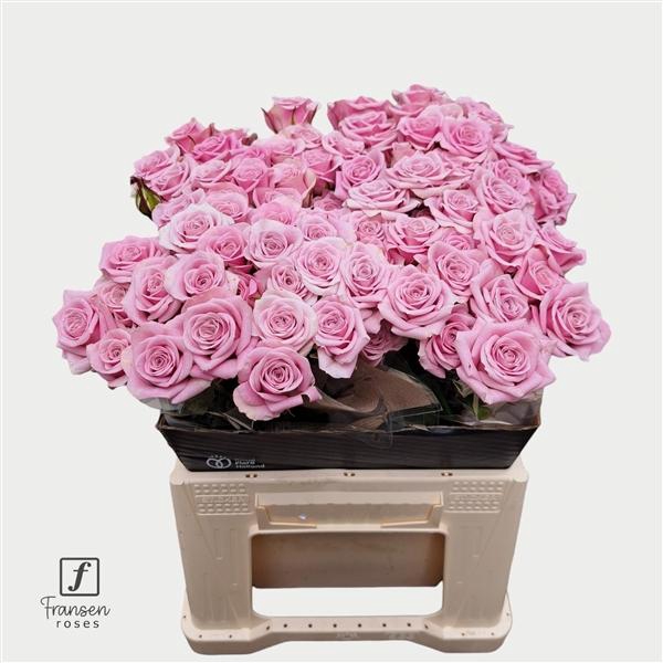 <h4>R TR Leila 40cm</h4>