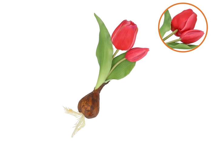 <h4>Silk Tulip Bulb Dark Pink 25cm</h4>