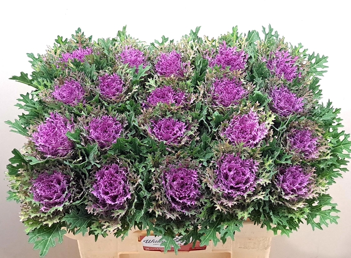 <h4>BRASS CRANE QUEEN</h4>