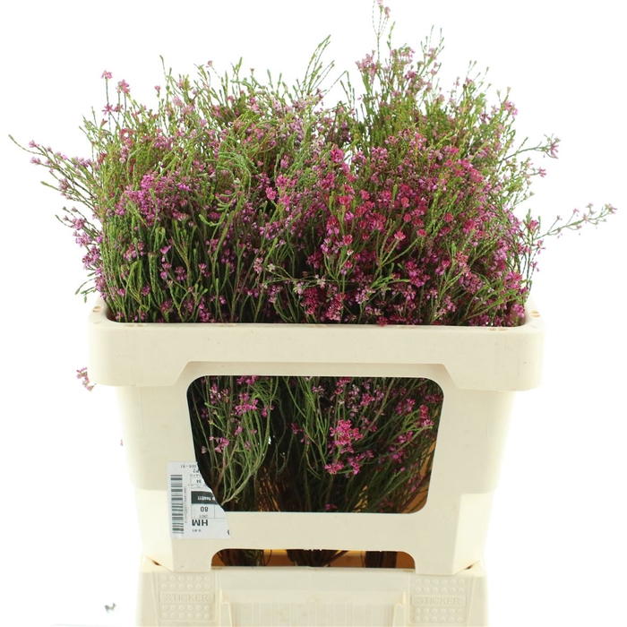 <h4>Erica Pink</h4>