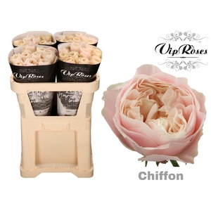 R GR CHIFFON x40