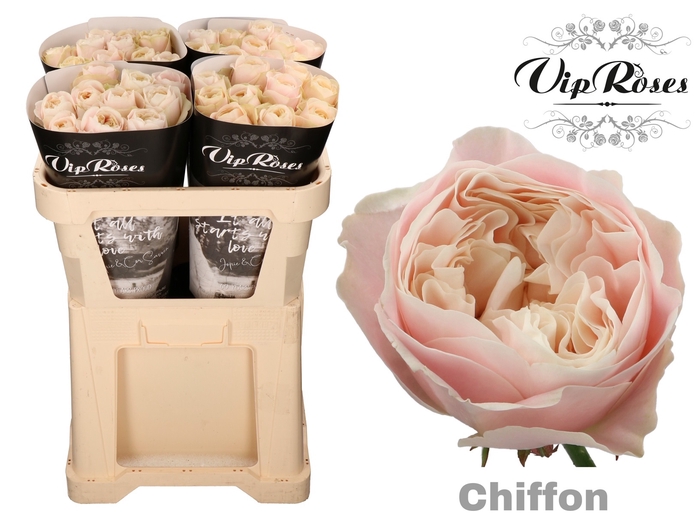 <h4>R GR CHIFFON x30</h4>