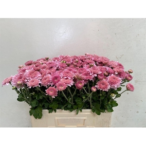 Chr T Gompie Rose