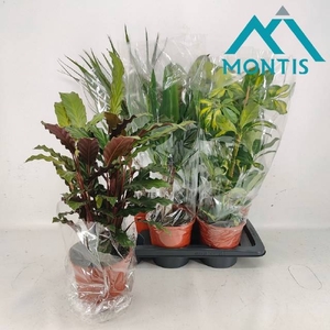 Green plants mix 17Ø 60cm