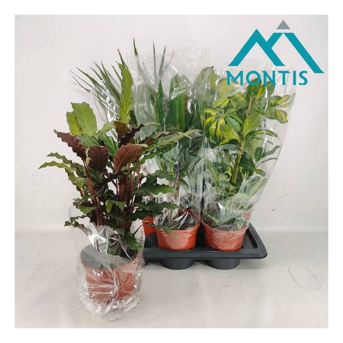 <h4>Green plants mix 17Ø 60cm</h4>