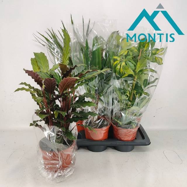 Green plants mix 17Ø 60cm