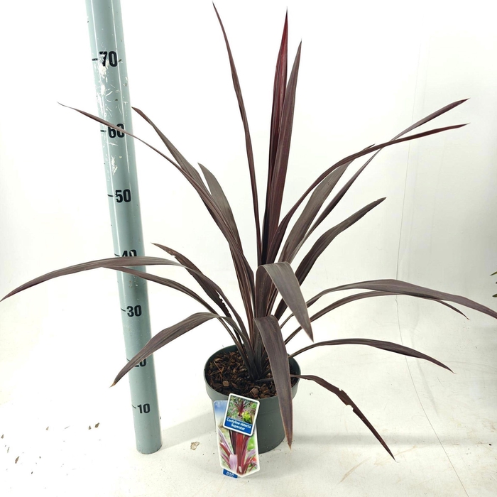 <h4>Cordyline Superstar</h4>
