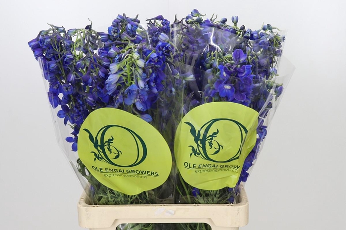 <h4>Delph En Belladonna Volkerfrieden Oriental Blue</h4>