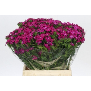 Dianthus Br Amazon Neon Cherry