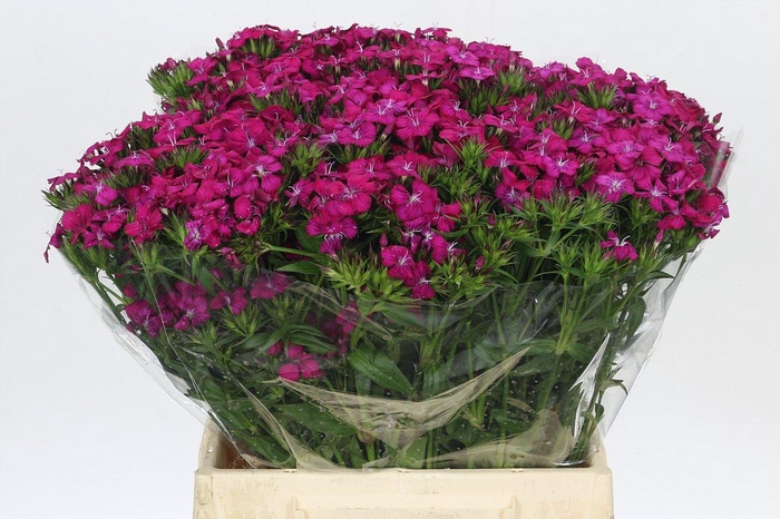 <h4>Dianthus Br Amazon Neon Cherry</h4>