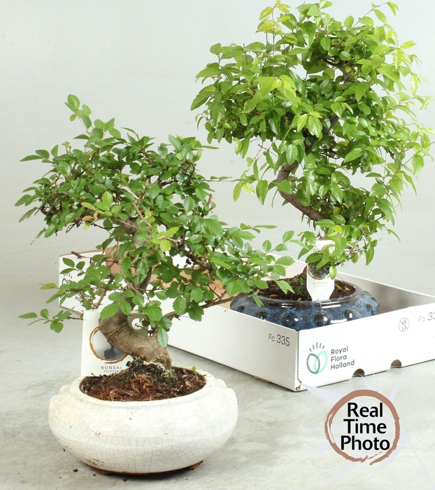 <h4>BONSAI GEM</h4>