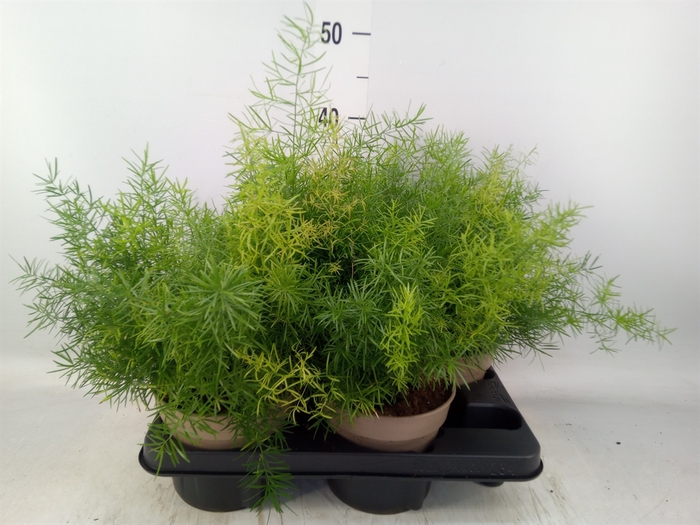 <h4>Asparagus dens. 'Sprengeri'</h4>