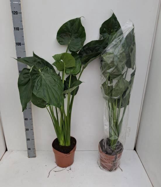 <h4>ALOC CUCULLATA</h4>